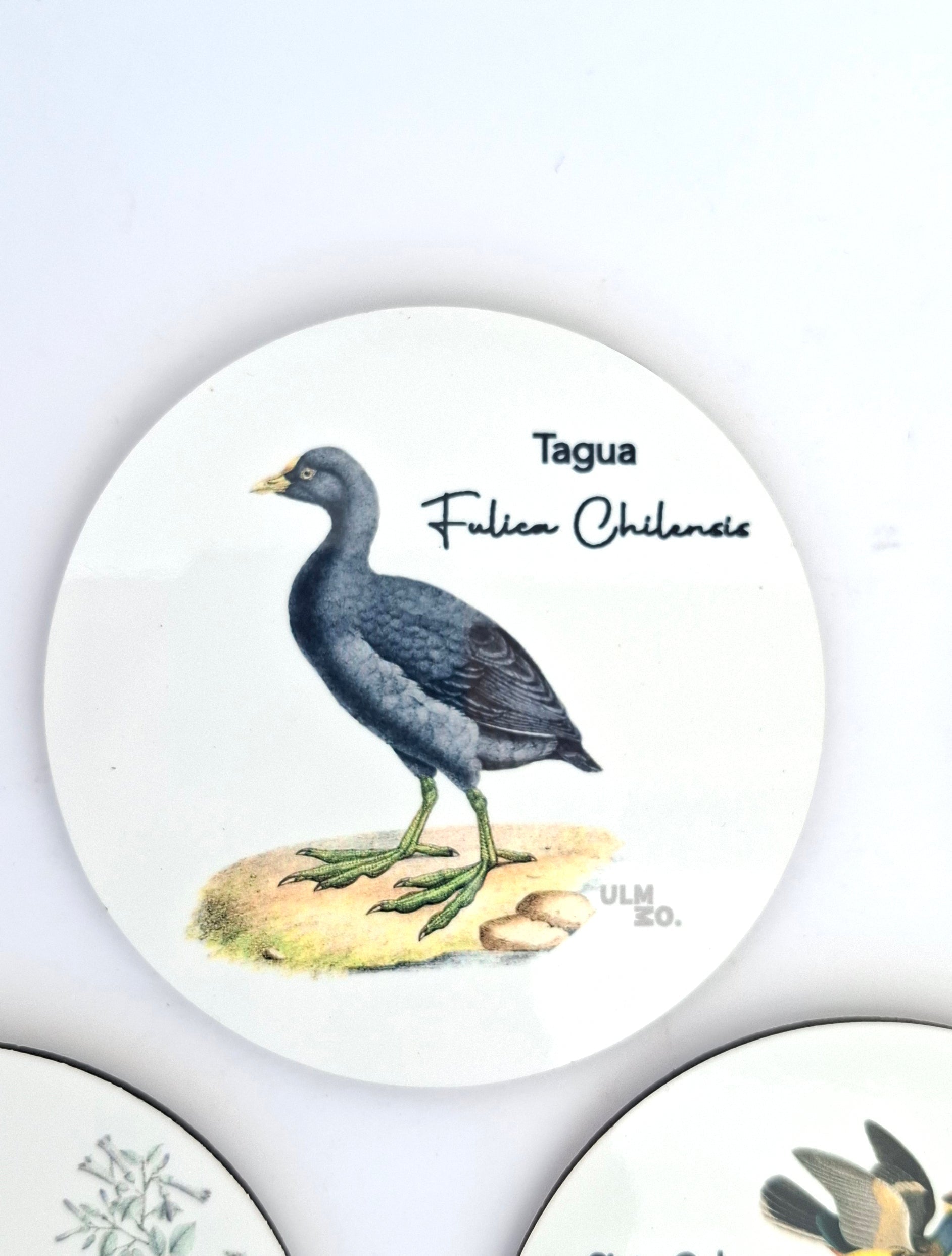 Set de 6 Posavasos Aves de Chile | ULMMO