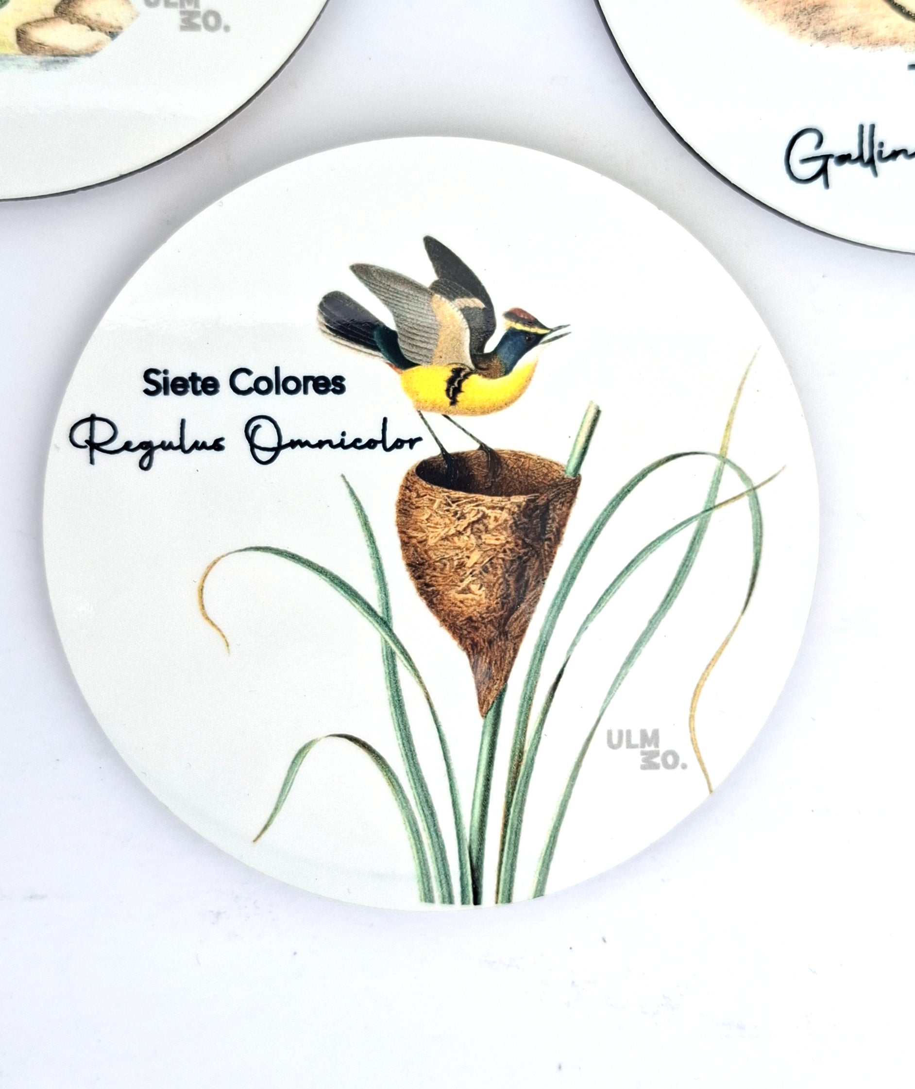 Set de 6 Posavasos Aves de Chile | ULMMO